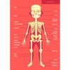 Puzle gigante del cuerpo humano de 100 piezas