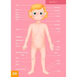 Puzle gigante del cuerpo humano de 100 piezas