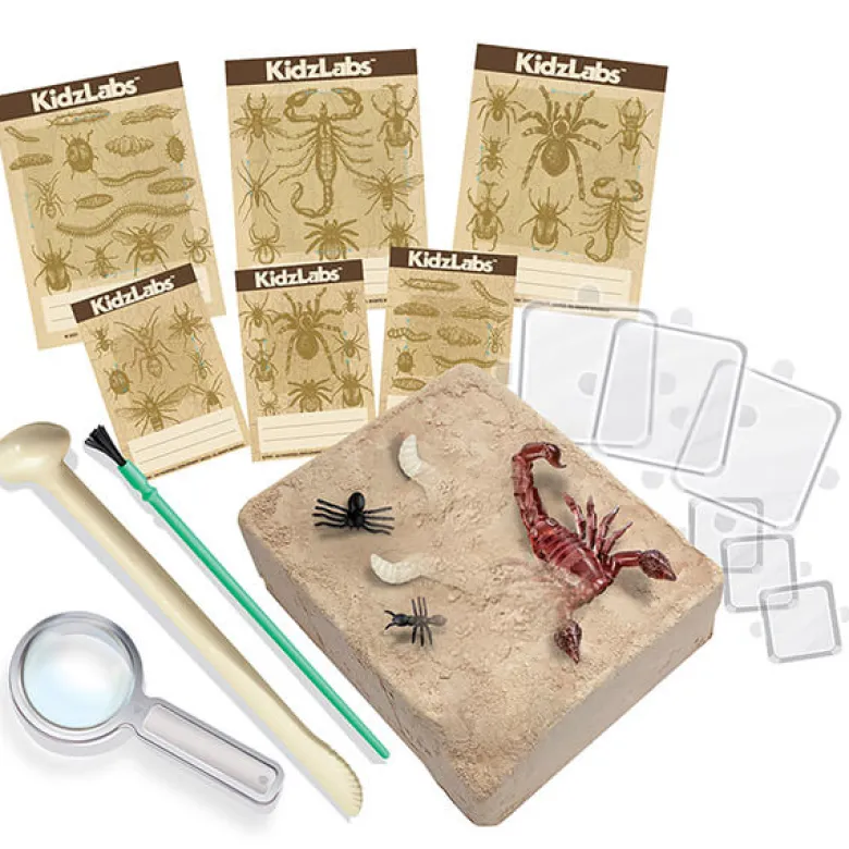 Roca de excavación de insectos